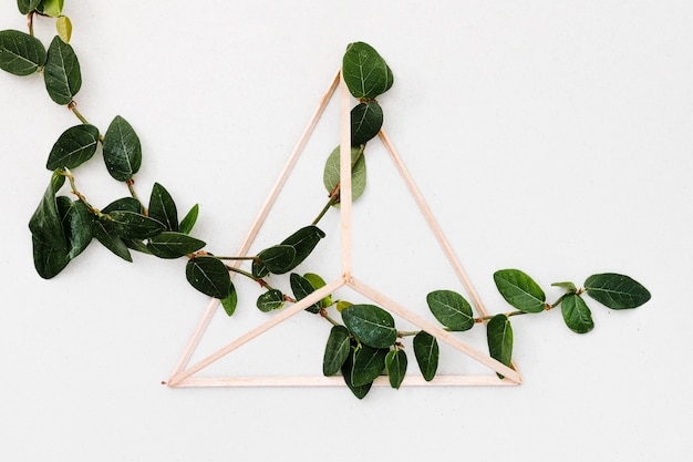 Photo gratuit feuilles vertes à l&#39;intérieur de la pyramide en bois