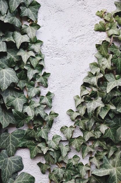 Photo gratuit feuilles vertes sur mur de béton blanc