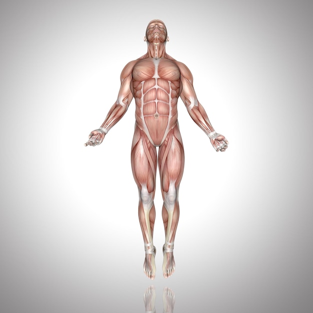 Photo gratuit figure masculine 3d avec carte musculaire en pose ascendante