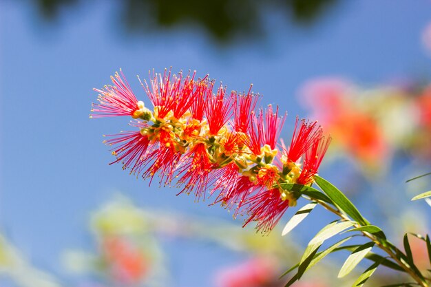 fleur colorée avec fond flou