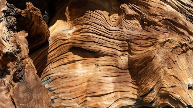 Photo gratuit fond d & # 39; un arbre frappé par la foudre