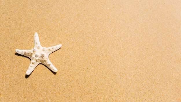 Photo gratuite fond de plage avec étoile de mer et surface à droite