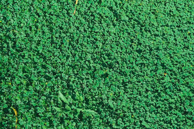 Photo gratuite fond de texture d'herbe verte pelouse d'arrière-cour verte pour le fond texture d'herbe image de bureau de pelouse verte ou texture de pelouse de parc