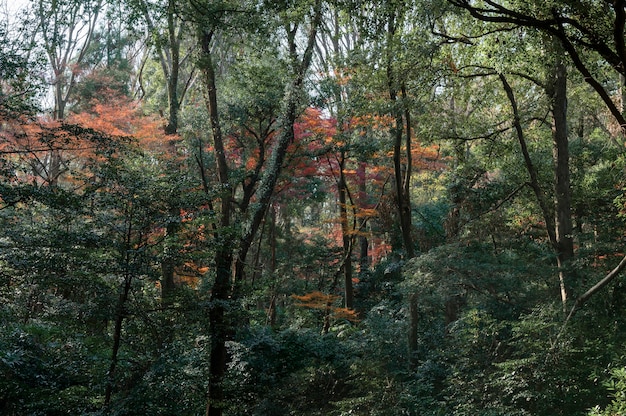 Photo gratuite forêt avec des arbres se bouchent