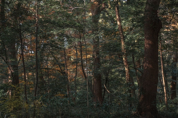 Photo gratuite forêt avec des arbres se bouchent