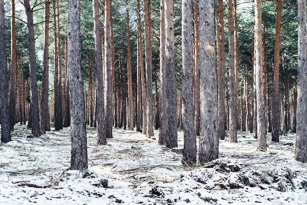 Forêt dense avec de grands arbres en hiver