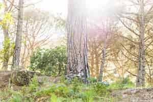 Photo gratuite forêt de l'été au soleil de la journée