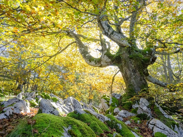 Photo gratuite forêt verte avec de grosses pierres blanches recouvertes d'herbe