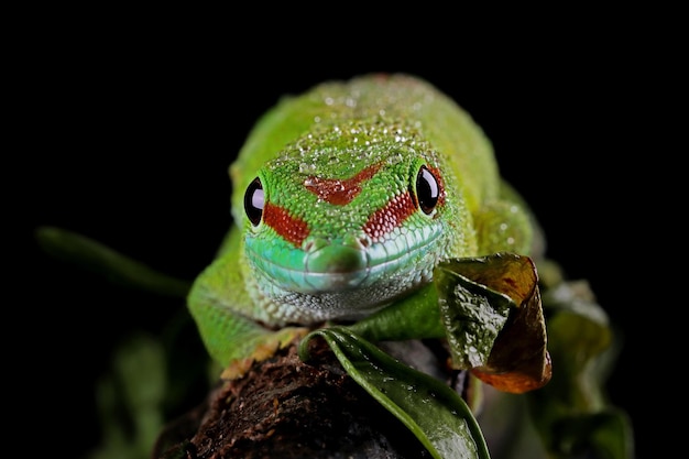 Photo gratuite gecko diurne géant gros plan sur une branche avec un fond noir