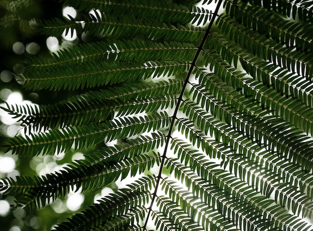 Photo gratuit gros plan de belles feuilles tropicales