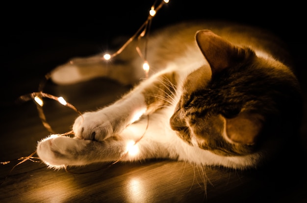 Photo gratuit gros plan d'un chat jouant une série orange lumière dans l'obscurité