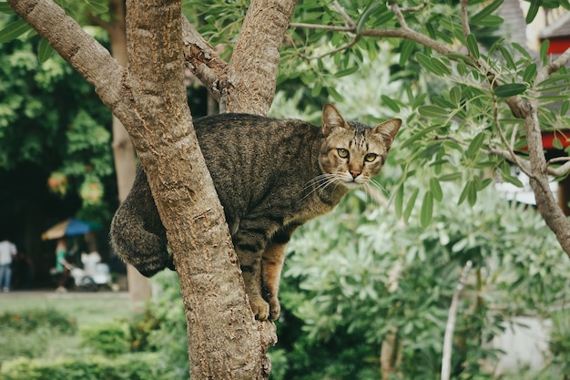 Photo gratuite gros plan d'un chat mignon assis sur un arbre dans un parc pendant la journée