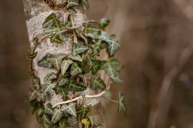 Photo gratuit gros plan, détail, de, forêt sauvage