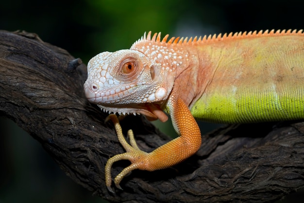 Photo gratuite gros plan d'iguane orange face sur branch