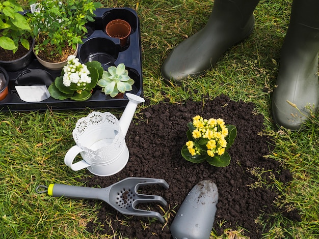 Photo gratuite gros plan, de, jardinier, debout, près, les, succulent, plante