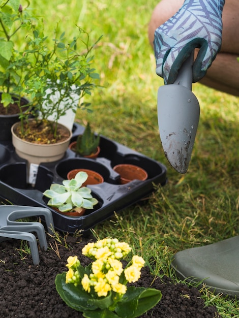 Photo gratuite gros plan de la main du jardinier avec un arbuste vif pour la plantation