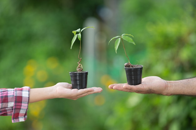 Photo gratuite gros plan de la main tenant la plante