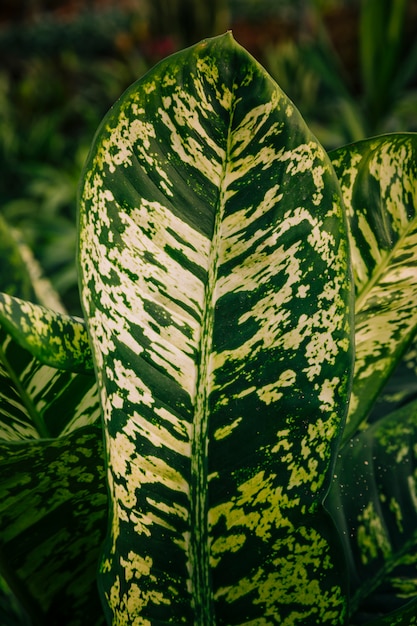 Photo gratuite gros plan d'un motif blanc sur une feuille verte