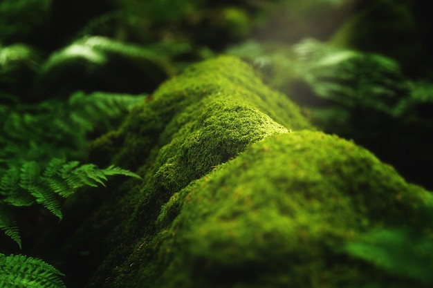 Photo gratuite gros plan de mousse et de plantes poussant sur une branche d'arbre dans la forêt