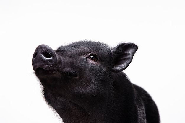 Gros plan d'ortrait de mignon cochon noir