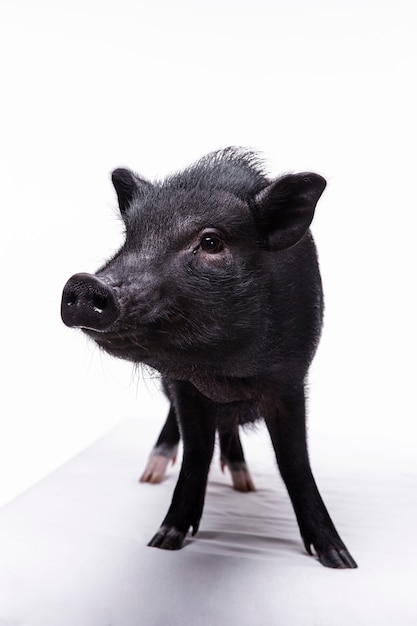 Photo gratuite gros plan d'ortrait de mignon cochon noir