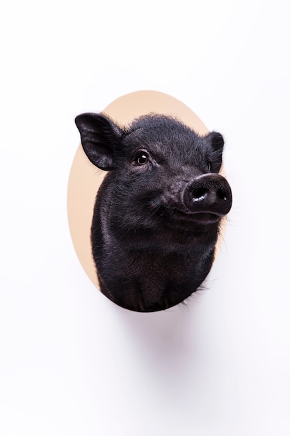 Photo gratuite gros plan d'ortrait de mignon cochon noir