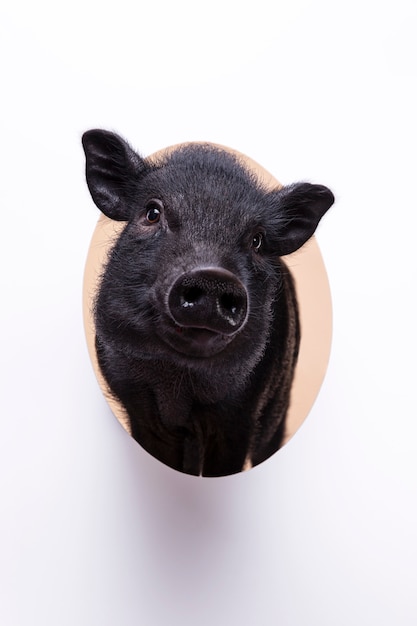 Photo gratuite gros plan d'ortrait de mignon cochon noir