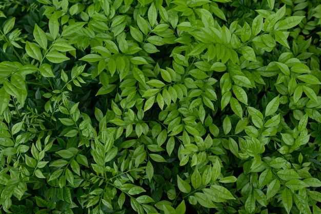 Photo gratuite gros plan des petites feuilles vertes d'un buisson