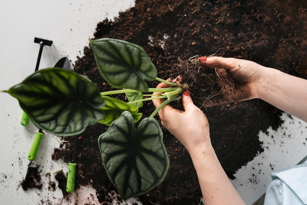 Photo gratuite gros plan de plantation de bulbes de plantes dans le sol