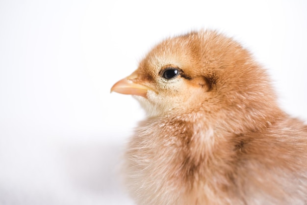 Photo gratuite gros plan d'un poussin brun sur un chiffon avec un fond blanc