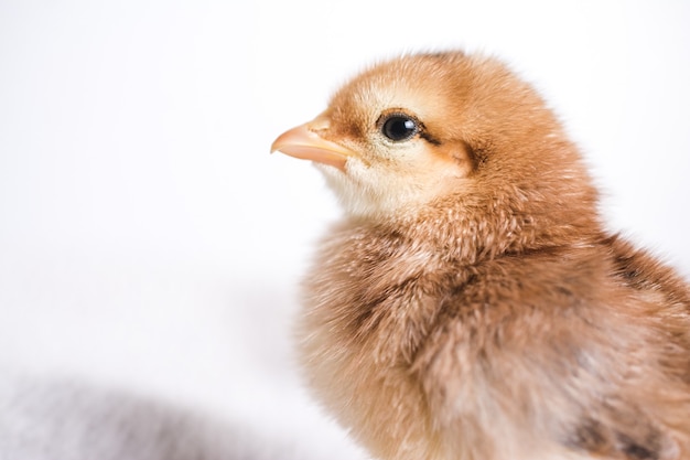 Photo gratuite gros plan d'un poussin brun sur un chiffon avec une scène blanche