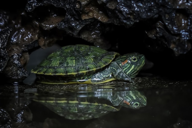 Photo gratuit gros plan sur la réflexion de bébé tortue brésilienne gros plan de tortue brésilienne