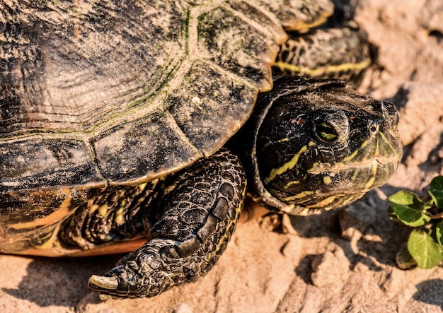 Photo gratuit gros plan d'une tortue terrapin rouge