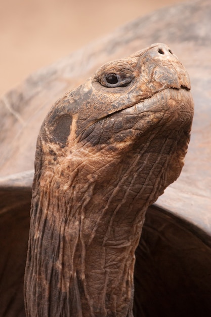 Photo gratuit gros plan vertical d'une totoise des galapagos