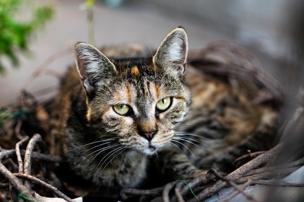 Photo gratuite gros plan d'un visage d'un chat rayé de rue