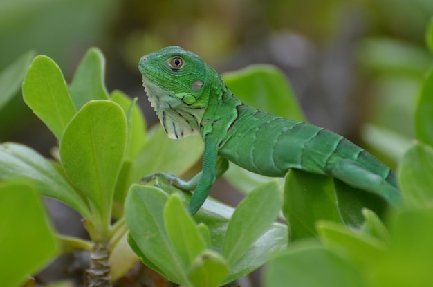 Photo gratuite iguane commun vert brillant assis dans la cime des arbustes.