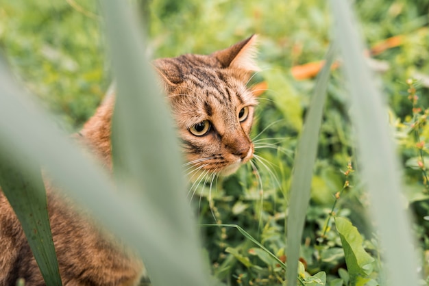 Photo gratuite joli chat tigré dans le parc