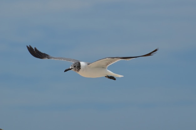 Photo gratuite laughing gull volant avec les ailes déployées dans le ciel