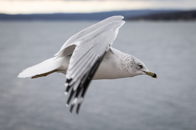 Photo gratuite libre d'une mouette volant au-dessus de la mer avec un arrière-plan flou