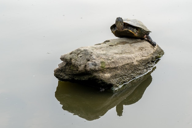 Photo gratuit libre d'une tortue solitaire reposant sur un rocher dans un lac