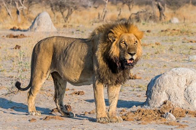 Photo gratuite lion mâle à l'aube regardant