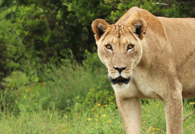 Photo gratuite lionne solitaire marchant dans le parc national des éléphants d'addo