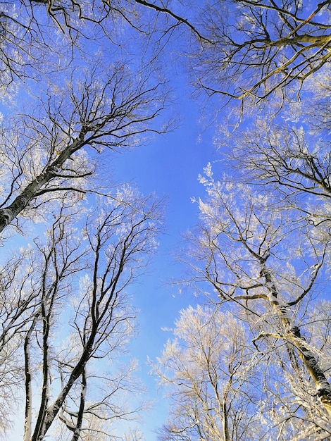 Photo gratuite low angle view of tree branches couvertes de neige sous le ciel bleu à larvik en norvège