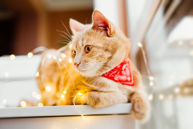 Photo gratuit lumières de chat et de noël. chat mignon gingembre se trouvant près de la fenêtre et joue avec les lumières.