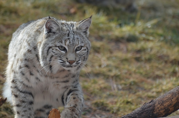 Photo gratuite lynx en mouvement à travers les herbes emmêlées et les plaines.