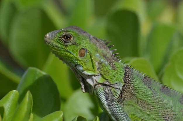 Photo gratuite macro du visage d'un iguane vert.