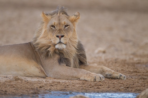 Photo gratuite magnifique lion puissant au milieu du désert