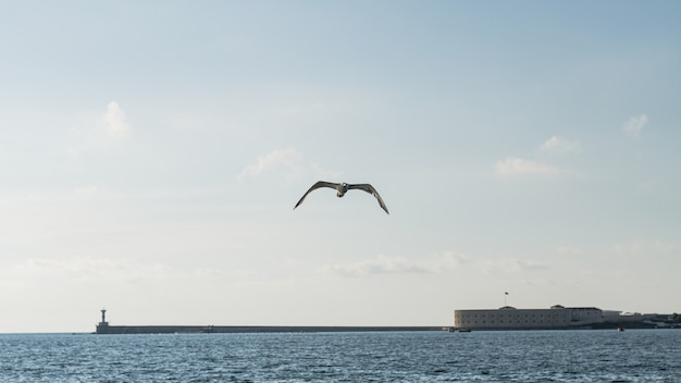 Photo gratuite magnifique paysage océanique avec mouette