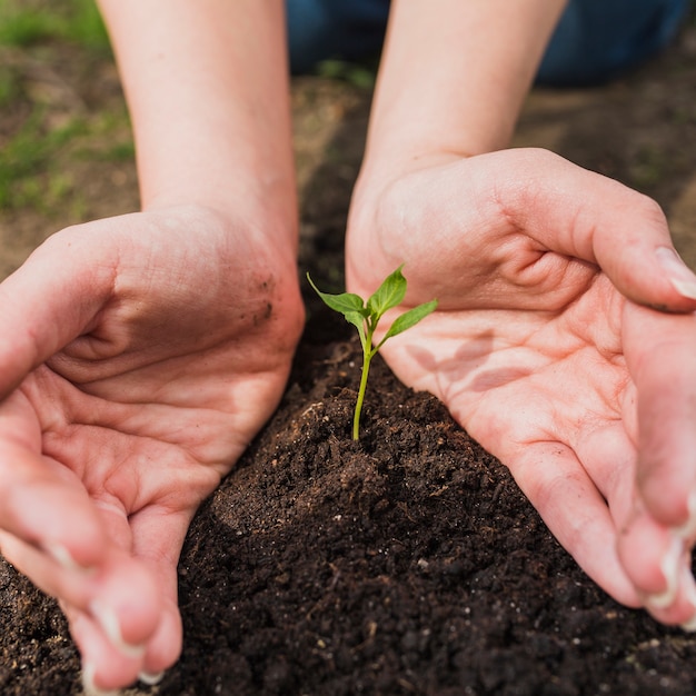 Photo gratuite mains tenant une petite plante