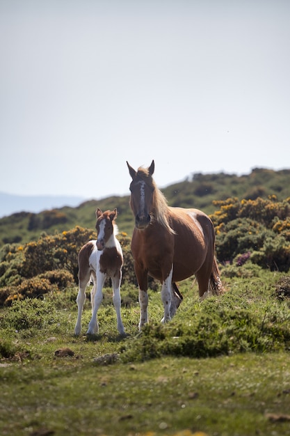 Photo gratuit mise au point sélective verticale tourné d'un cheval et poney debout dans un champ capturé pendant la journée